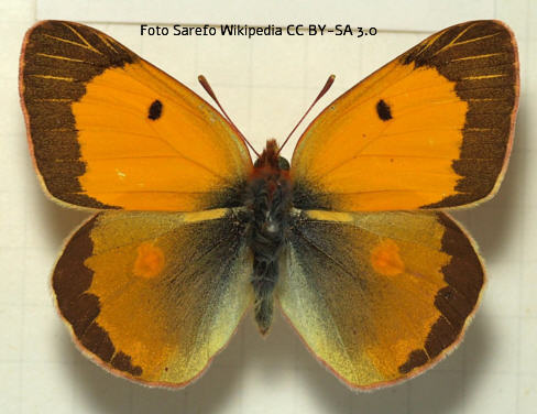 Orangeroter Kleefalter